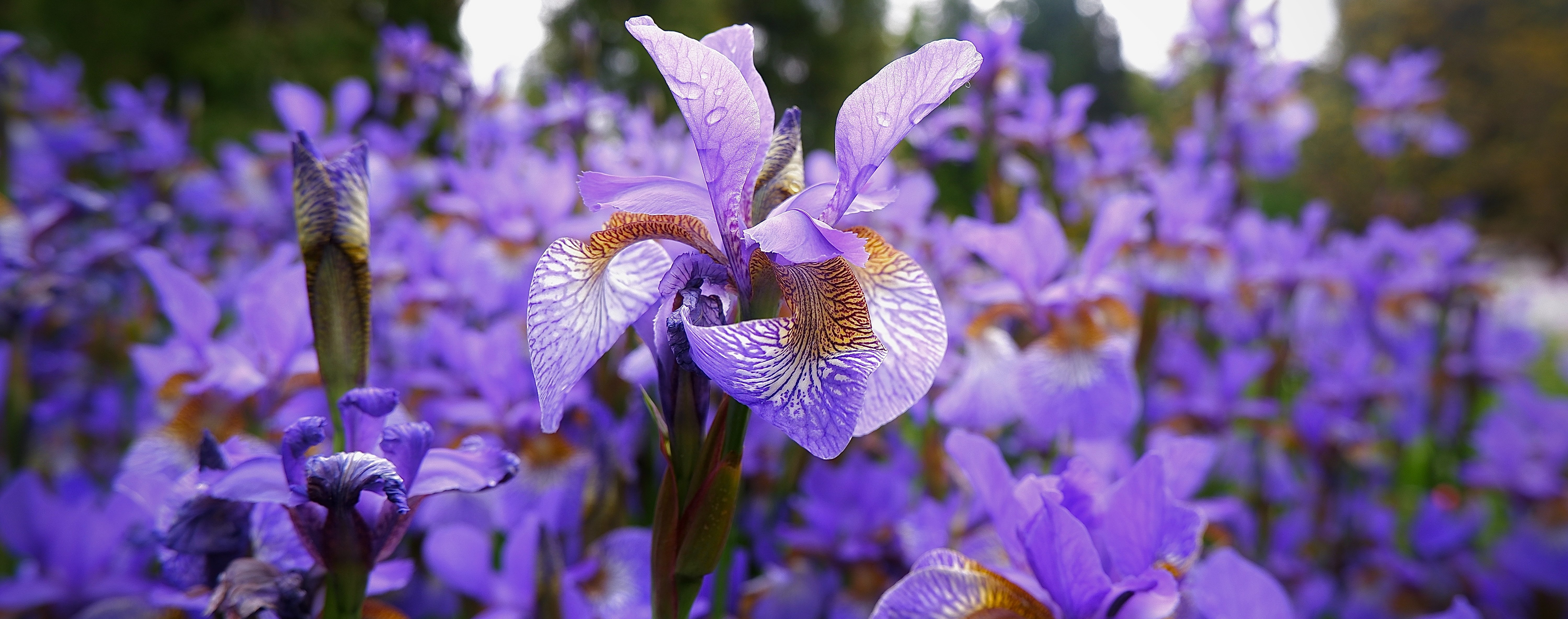 Iris