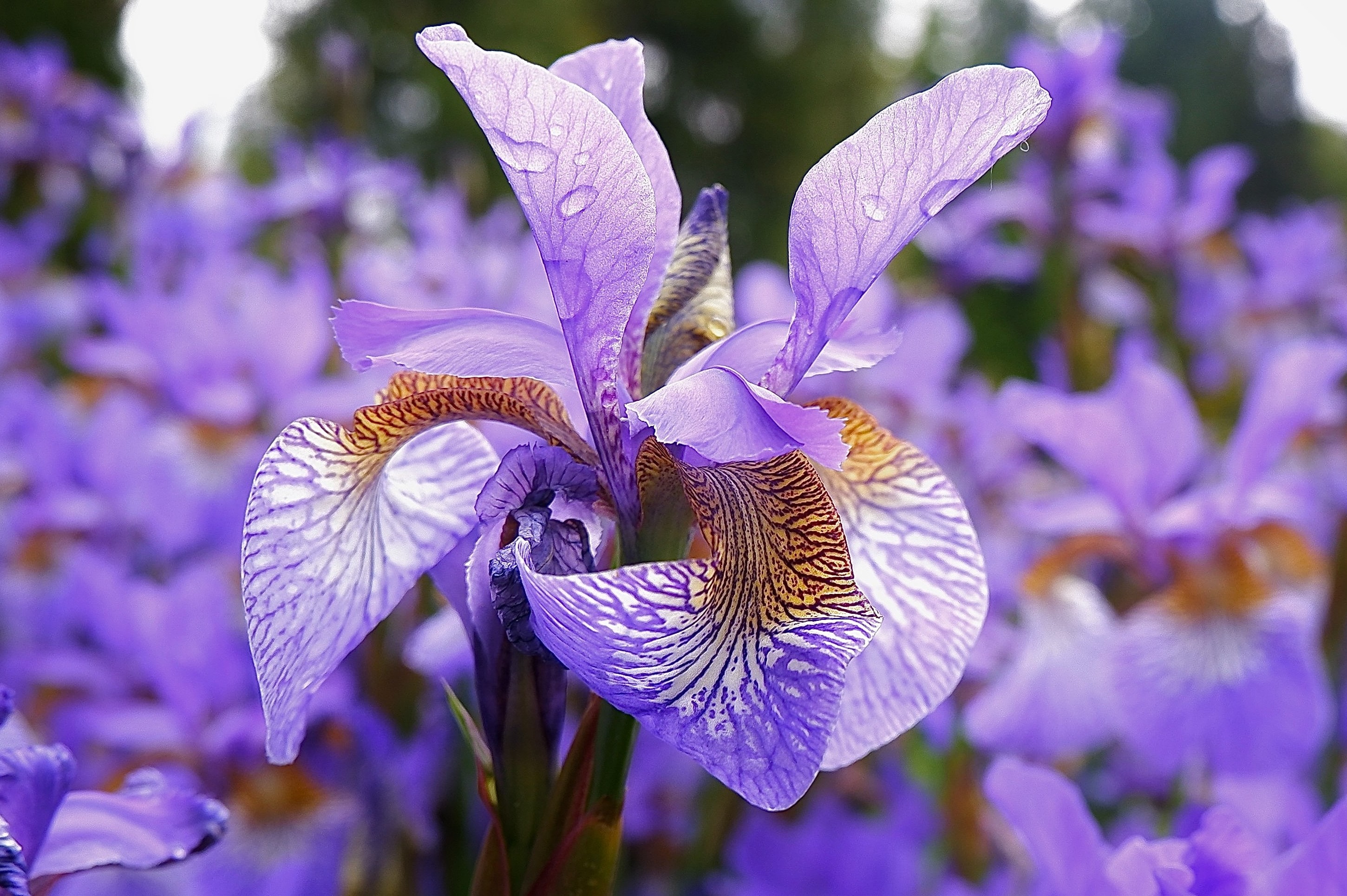 Iris